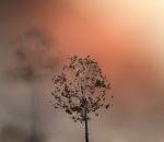 Attēlu rezultāti vaicājumam “Paradiacheopsis rigida”