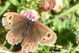 Attēlu rezultāti vaicājumam “Erebia aethiops upperside”
