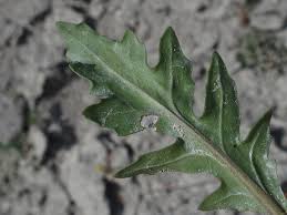 Attēlu rezultāti vaicājumam “Diplotaxis muralis”