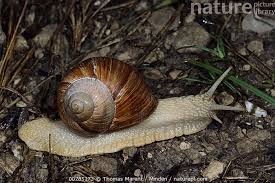 Attēlu rezultāti vaicājumam “Helix pomatia”