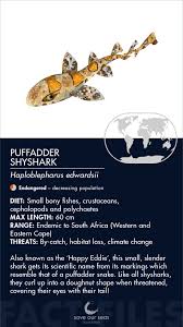 Image result for Haploblepharus edwardsii