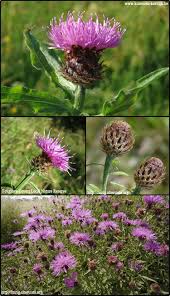 Image result for Centaurea nigra