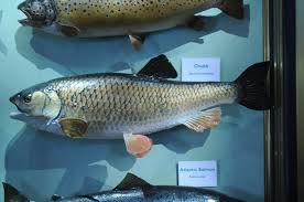 Image result for Squalius cephalus