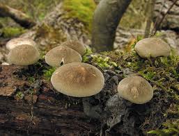 Attēlu rezultāti vaicājumam “Polyporus ciliatus”