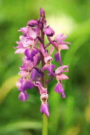 Attēlu rezultāti vaicājumam “Orchis mascula flower”