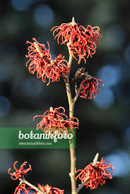 Attēlu rezultāti vaicājumam “Hamamelis japonica”