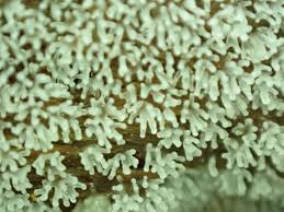 Attēlu rezultāti vaicājumam “Ceratiomyxa morchella young”