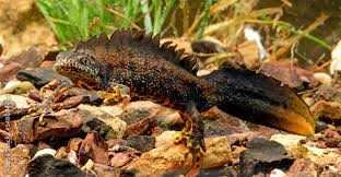 Attēlu rezultāti vaicājumam “Triturus cristatus”