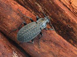 Attēlu rezultāti vaicājumam “Carabus clathratus”