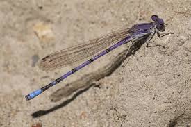Attēlu rezultāti vaicājumam “Coenagrionidae”