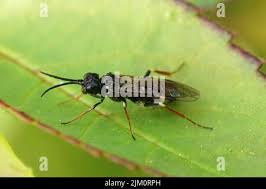 Attēlu rezultāti vaicājumam “Allantus cinctus”