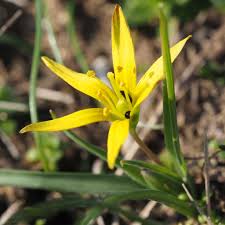 Attēlu rezultāti vaicājumam “Gagea pratensis flower”