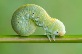 Attēlu rezultāti vaicājumam “Cimbex femoratus imago”