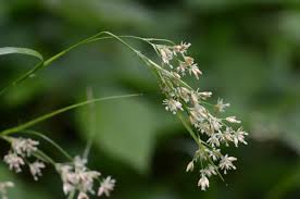 Attēlu rezultāti vaicājumam “Luzula luzuloides fruit”