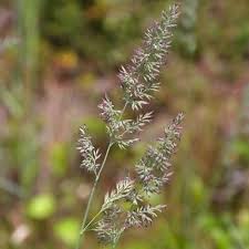 Attēlu rezultāti vaicājumam “Calamagrostis purpurea flower”
