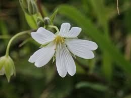 Attēlu rezultāti vaicājumam “Stellaria holostea”