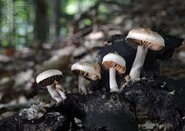 Attēlu rezultāti vaicājumam “Asterophora lycoperdoides”