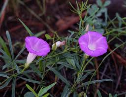 Image result for Ipomoea Lavender