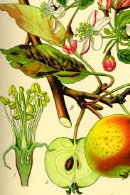 Attēlu rezultāti vaicājumam “Poa angustifolia fruit”