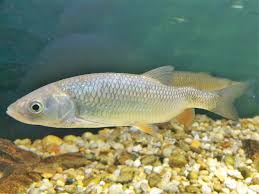 Image result for Squalius cephalus