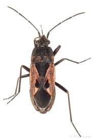 Image result for Rhyparochromus