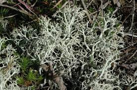 Attēlu rezultāti vaicājumam “Cladonia ciliata”