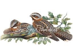 Image result for Caprimulgus ruficollis