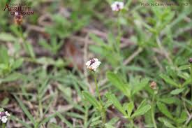 Attēlu rezultāti vaicājumam “Fruticola fruticum”