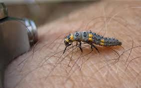 Attēlu rezultāti vaicājumam “Coccinella septempunctata larva”