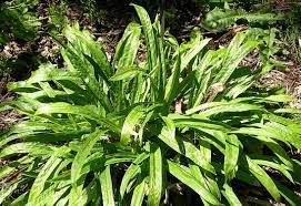 Attēlu rezultāti vaicājumam “Carex pilosa leaf”