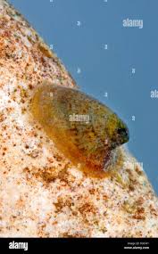 Attēlu rezultāti vaicājumam “Ancylus fluviatilis”