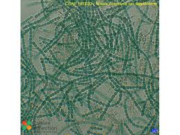 Attēlu rezultāti vaicājumam “Nostoc commune”