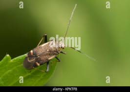 Attēlu rezultāti vaicājumam “Polymerus palustris”