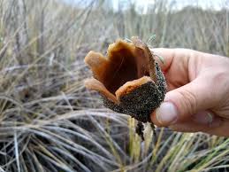 Attēlu rezultāti vaicājumam “Peziza ammophila”