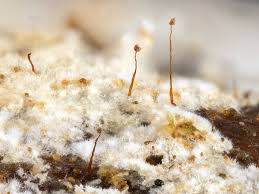 Attēlu rezultāti vaicājumam “Comatricha nigra”