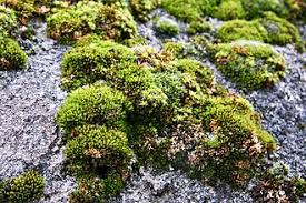 Attēlu rezultāti vaicājumam “moss”