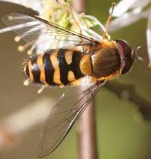 Attēlu rezultāti vaicājumam “Syrphus torvus”