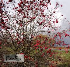 Attēlu rezultāti vaicājumam “Crataegus submollis”