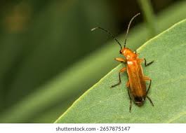 Attēlu rezultāti vaicājumam “Cantharidae”