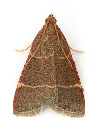 Attēlu rezultāti vaicājumam “Hypsopygia glaucinalis”