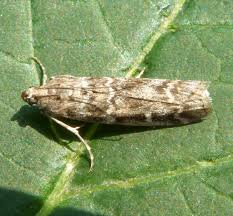 Attēlu rezultāti vaicājumam “Dioryctria abietella”