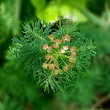 Attēlu rezultāti vaicājumam “Euphorbia cyparissias leaf”