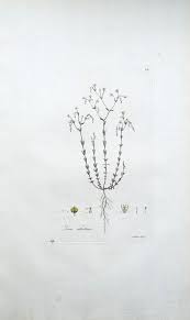 Attēlu rezultāti vaicājumam “Linum catharticum fruit”