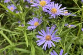 Attēlu rezultāti vaicājumam “Symphyotrichum x salignum flower”