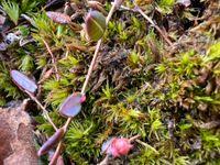 Attēlu rezultāti vaicājumam “Dicranum undulatum”