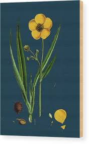 Attēlu rezultāti vaicājumam “Ranunculus lingua flower”