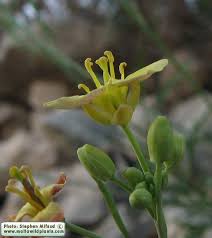 Attēlu rezultāti vaicājumam “Diplotaxis tenuifolia bud”