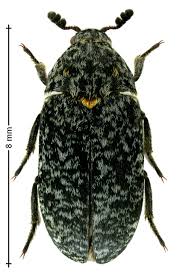 Attēlu rezultāti vaicājumam “Dermestes murinus”