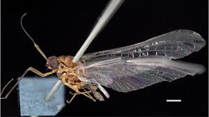 Attēlu rezultāti vaicājumam “Heptagenia sulphurea female”