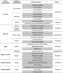 Attēlu rezultāti vaicājumam “Dianema depressum spores”